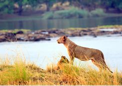 Lionness
