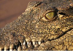 Crocodile