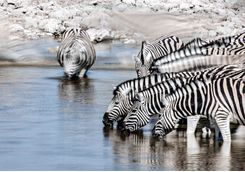 Zebras drinking