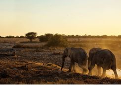 Elephants