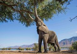 Elephant grazing