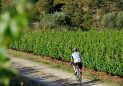 bike through the vineyards