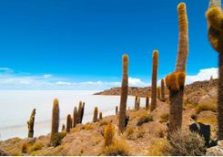 Cacti in the salt flats