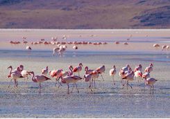 Flamingos on the Salt Flats