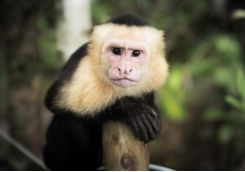 Capuchin monkey