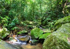 Small stream in the Tijuca forest