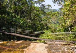 Tijuca forest bridge