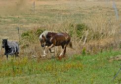 Horses in field