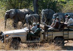 Game drive with elephants