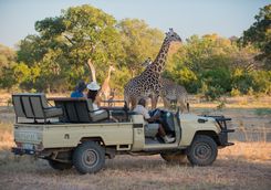 Game drive with giraffe