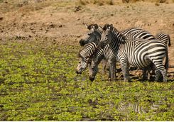 Zebra in the South Luangwa