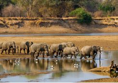 Elephants crossing the river