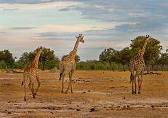 Giraffes in the South Luangwa