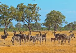 Zebra and antelope