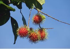 Fruit in the rainforest