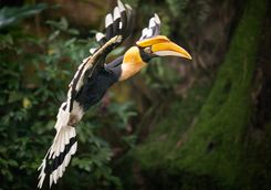 Hornbill