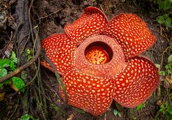 Rafflesia bloom