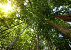 Trees in the rainforest