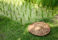 Paddy fields