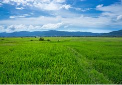 Lush green fields