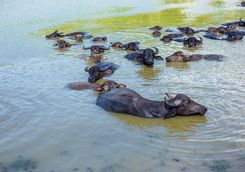 Water buffalos in river