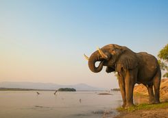 Elephant by a River