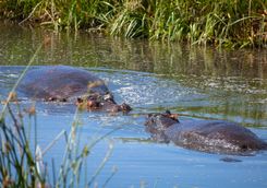 Submerged Hippos