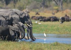 Elephants drinking by the River