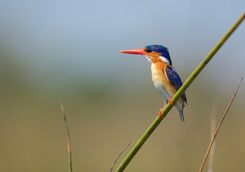 Small Kingfisher