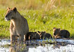 Lioness and Cubs