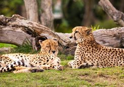 Lazy Cheetahs