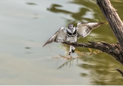 Pied Kingfisher