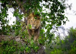 A Lion in a Tree