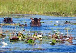 Hippos in Water