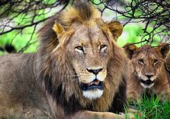 Lion and Lioness