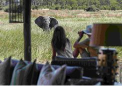 Elephant by a Lounge