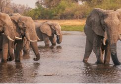 Elephants cooling down