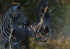 Zebras in Africa