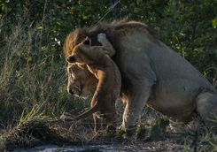 Lion and a Cub