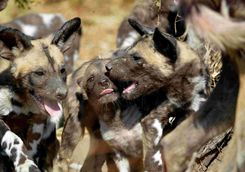 Wild Dog Pack