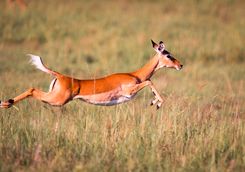 An Impala sprinting