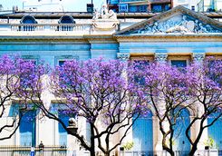 Blossom in Argentina