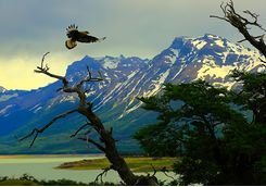 eagle at el calafate