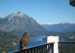 bird with mountains in the background