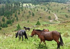 horses in pampas