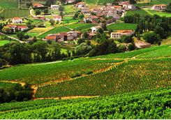 Beaujolais Vineyard