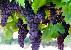 Grapes on a Vine