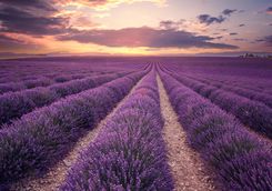 Lavender Field