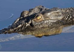 Close up crocodile