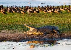 Saltwater crocodile